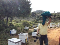 Βιολογικό Μέλι