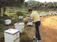 Βιολογικό Μέλι