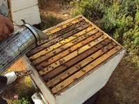 Βιολογικό Μέλι