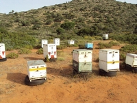 Βιολογικό Μέλι