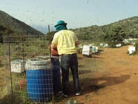 Βιολογικό Μέλι