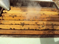 Βιολογικό Μέλι