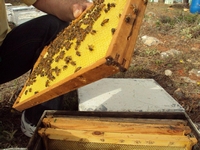 Βιολογικό Μέλι