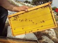 Βιολογικό Μέλι