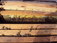 Βιολογικό Μέλι