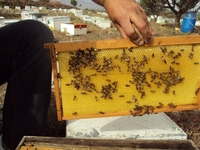 Βιολογικό Μέλι