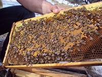 Βιολογικό Μέλι