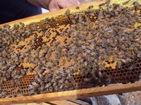 Βιολογικό Μέλι