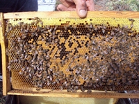 Βιολογικό Μέλι