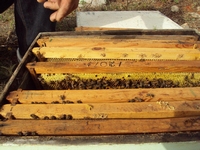 Βιολογικό Μέλι