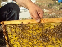 Βιολογικό Μέλι