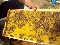 Βιολογικό Μέλι