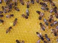 Βιολογικό Μέλι