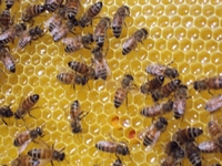 Βιολογικό Μέλι