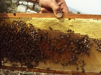 Βιολογικό Μέλι