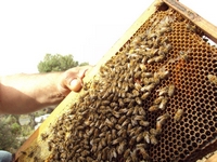 Βιολογικό Μέλι