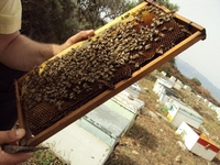 Βιολογικό Μέλι