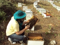 Βιολογικό Μέλι