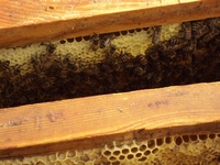 Βιολογικό Μέλι