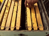 Βιολογικό Μέλι