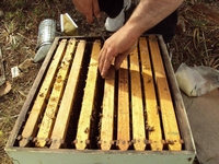 Βιολογικό Μέλι