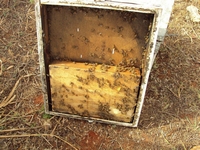 Βιολογικό Μέλι