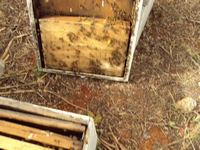 Βιολογικό Μέλι