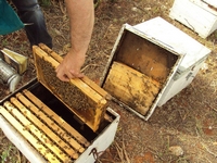 Βιολογικό Μέλι