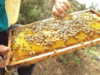 Βιολογικό Μέλι