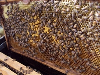 Βιολογικό Μέλι