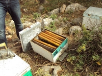 Βιολογικό Μέλι