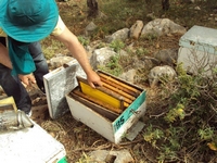 Βιολογικό Μέλι