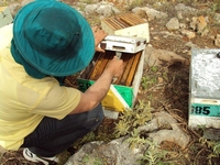 Βιολογικό Μέλι