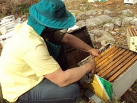 Βιολογικό Μέλι