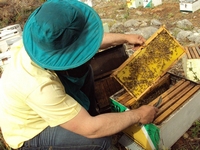 Βιολογικό Μέλι