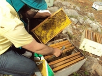 Βιολογικό Μέλι