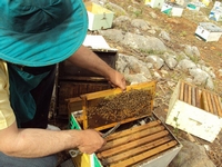 Βιολογικό Μέλι