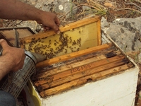 Βιολογικό Μέλι