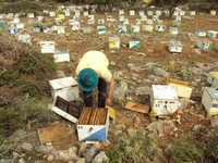 Βιολογικό Μέλι