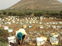 Βιολογικό Μέλι