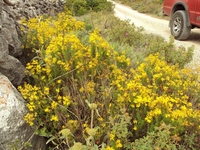 Βιολογικό Μέλι