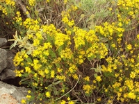 Βιολογικό Μέλι