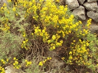 Βιολογικό Μέλι