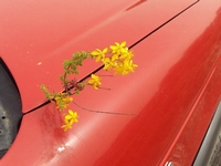 Βιολογικό Μέλι