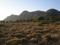 Βιολογικό Μέλι