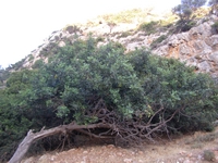 Βιολογικό Μέλι