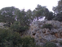 Βιολογικό Μέλι