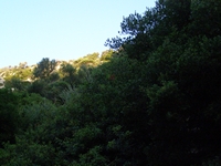 Βιολογικό Μέλι