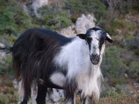 Βιολογικό Μέλι