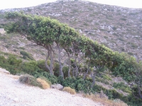 Βιολογικό Μέλι